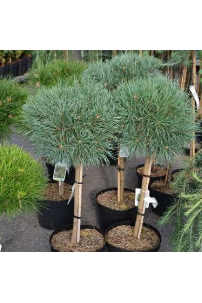 Pinus Chantry Blue